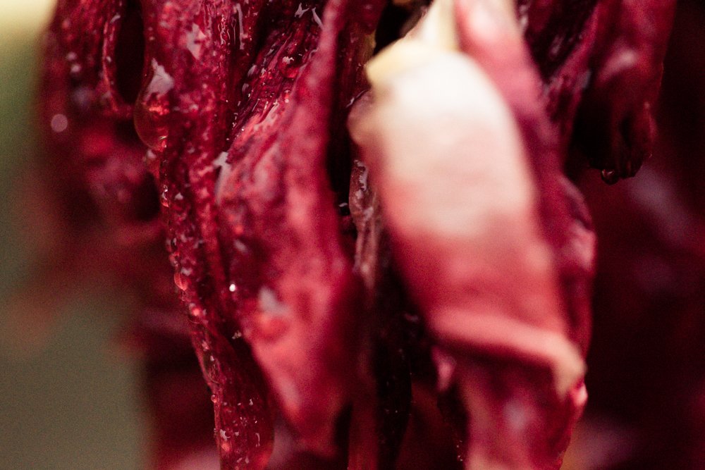 Photograph by Veronika Trubnikova