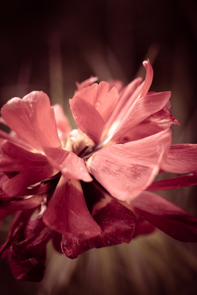 Photograph by Veronika Trubnikova