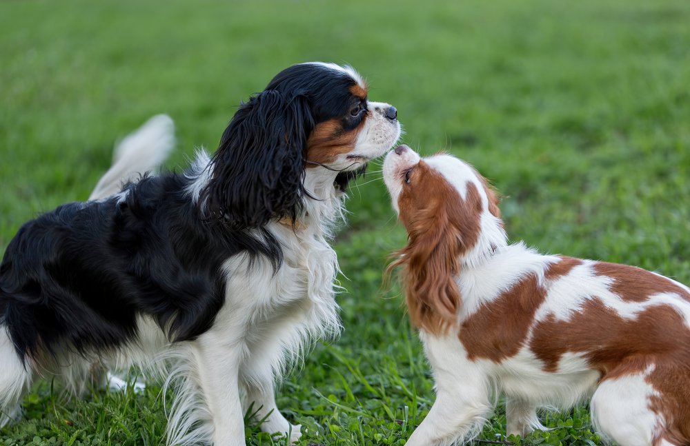Кавалеры - на первом свидании