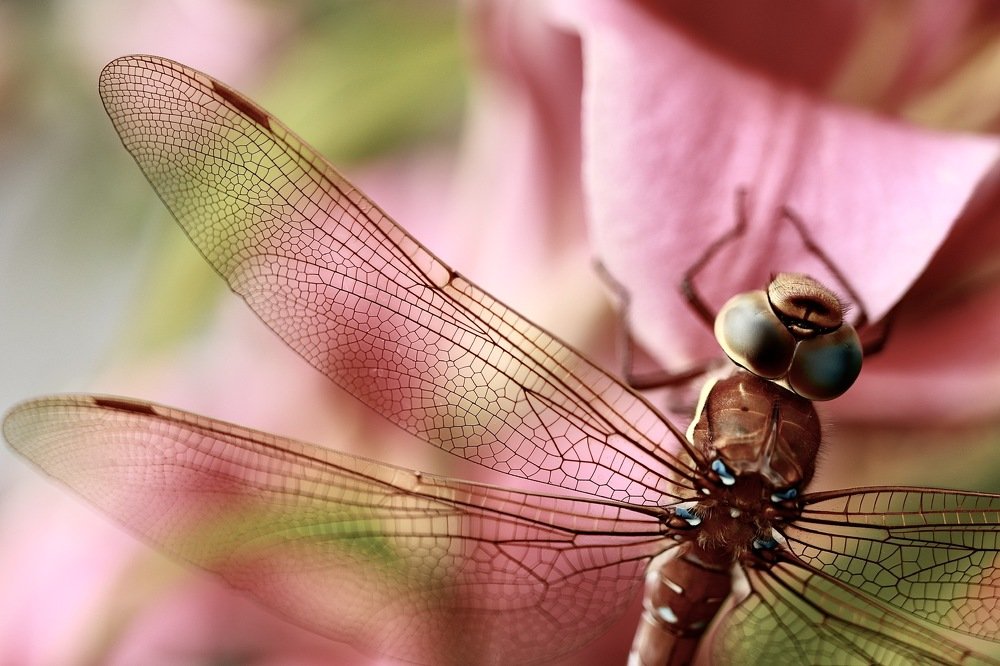 Photograph by Евгения Гудкова