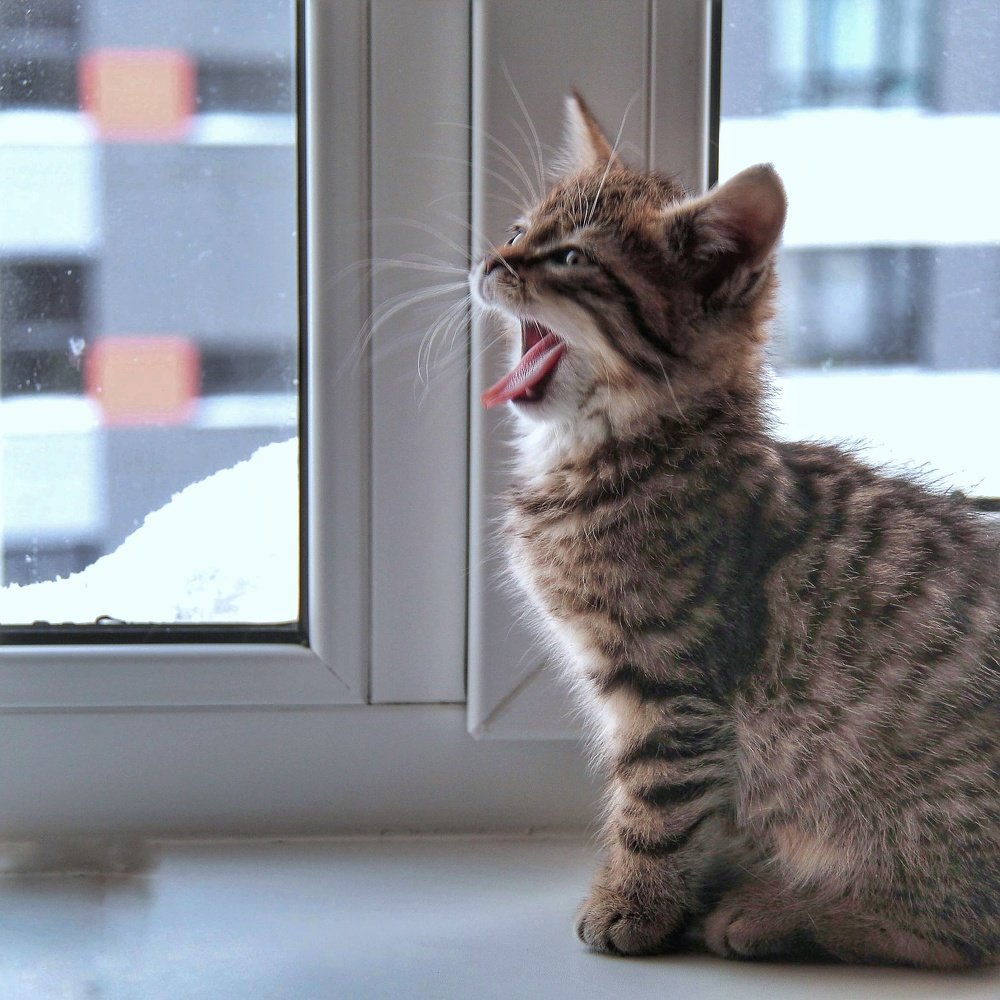 Фотография автора Виктор Крючков