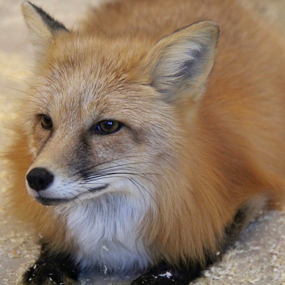 Фотография автора Виктор Крючков