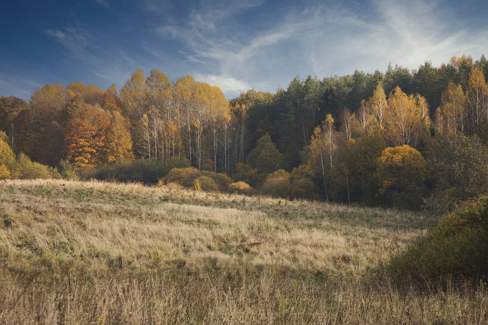 Russian autumn forest