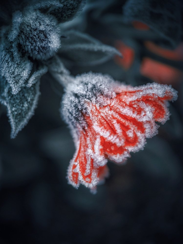 Сахарная Осень