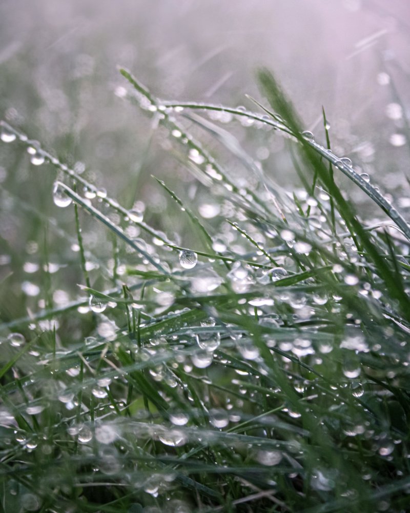 Капельки на траве