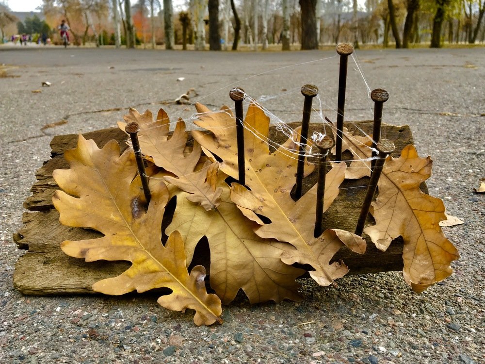 Photograph by Елена Ким