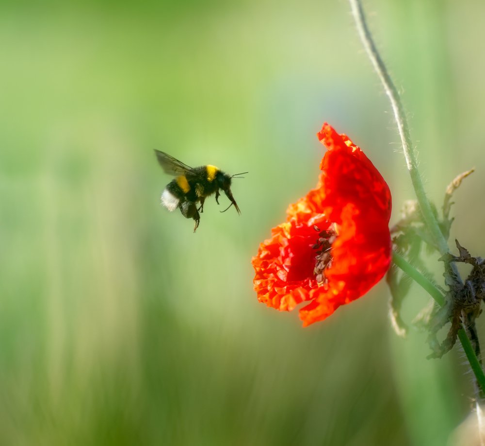 Фотография автора Jorge Herraiz