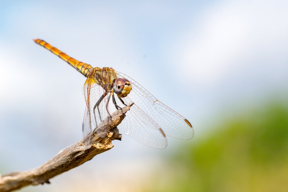 Фотография автора Jorge Herraiz