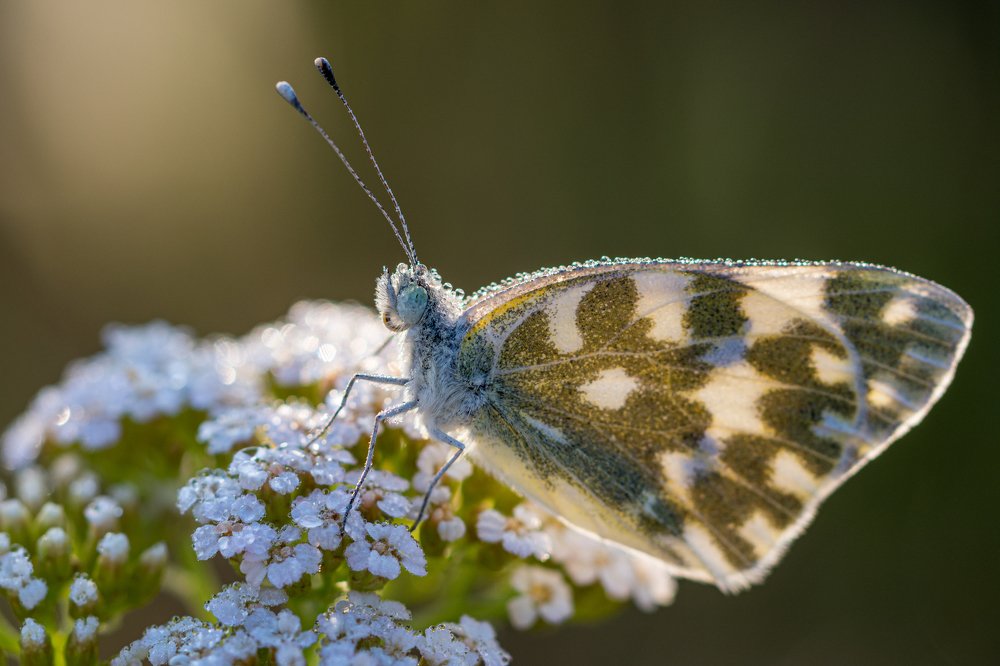 Фотография автора Антон Жирнов