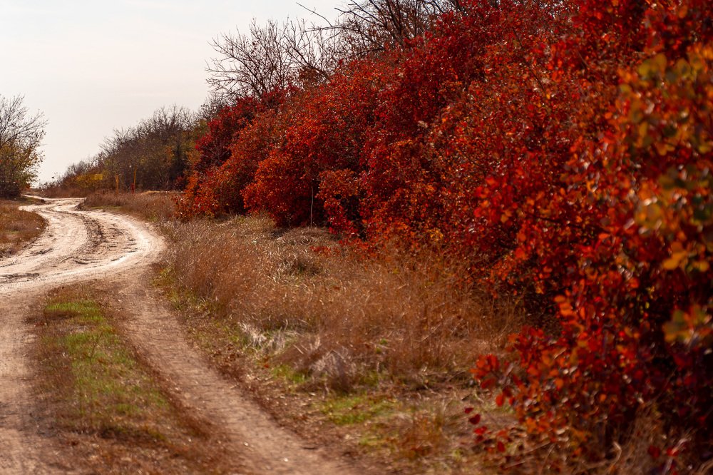 Фотография автора Ольга Осипова