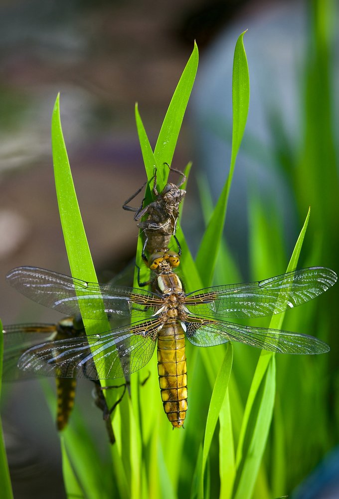 день рождения стрекозы