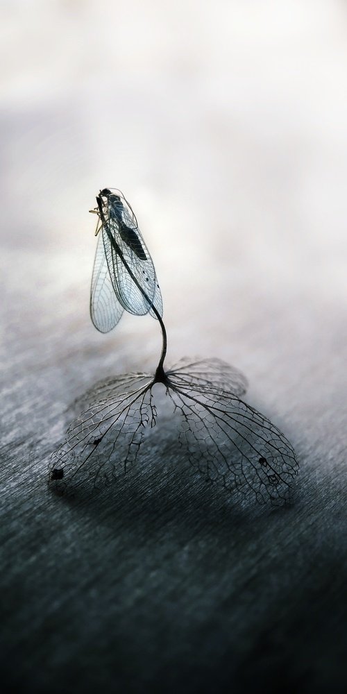 Тонкая грань