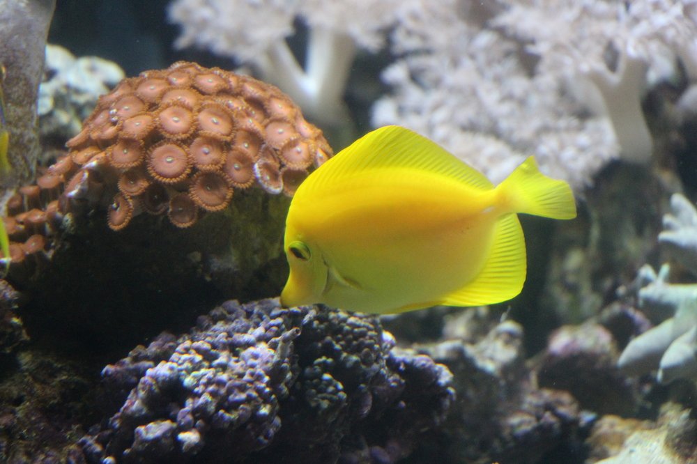 подводное солнце