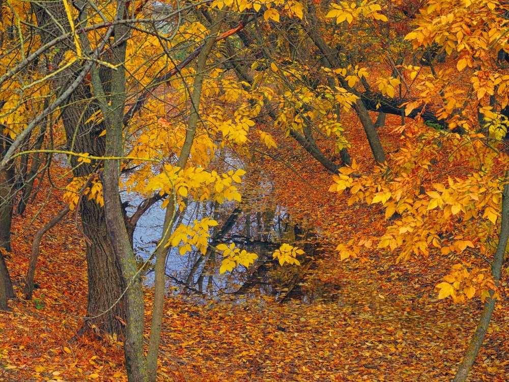 Photograph by София Гавриловна Вотякова