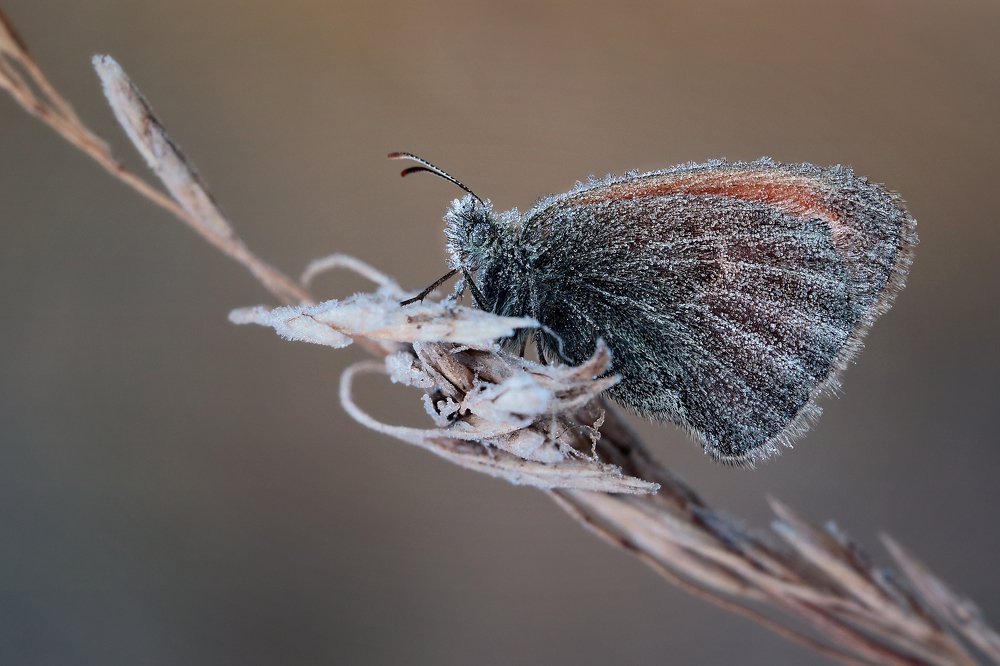 Photograph by Петриченко Валерий