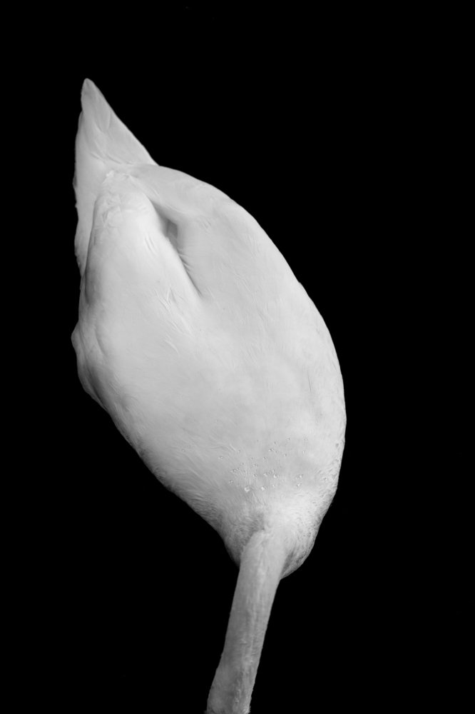 Swan illusion in black and white