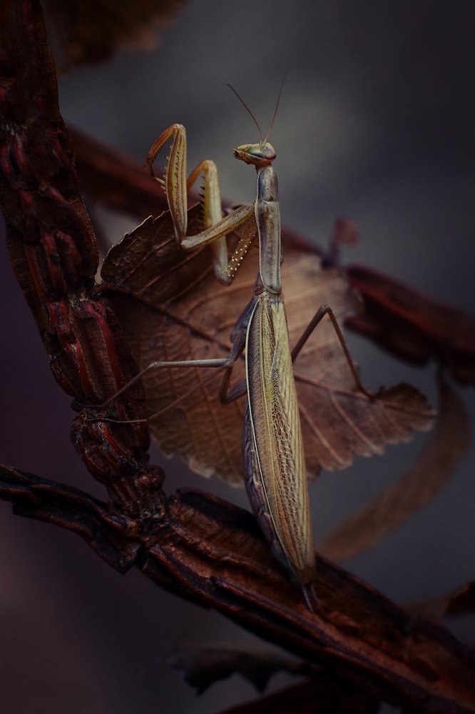 Photograph by Петриченко Валерий