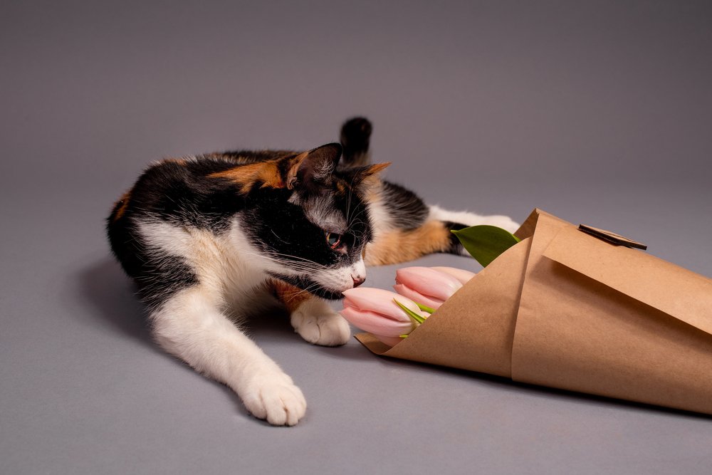 Фотография автора Дарья Костина