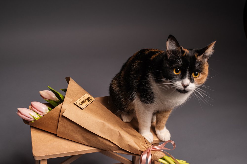 Фотография автора Дарья Костина