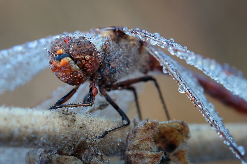 Photograph by Петриченко Валерий