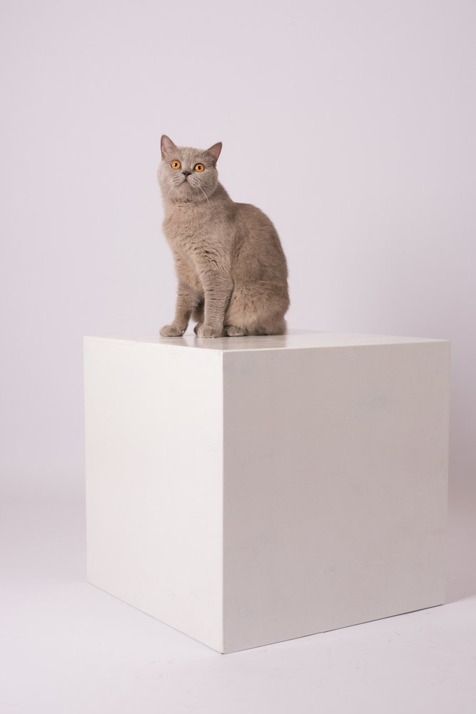 Фотография автора Дарья Костина