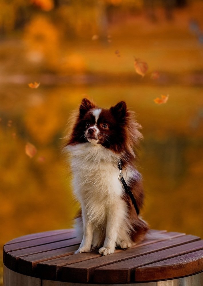 Photograph by елена корчагина