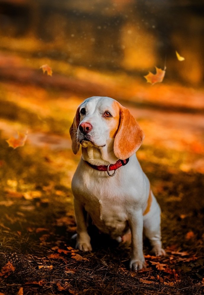 Photograph by елена корчагина