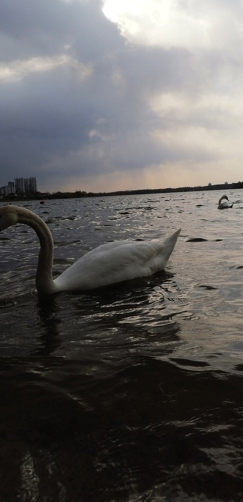 Photograph by Максим Снитко