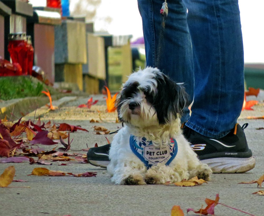 Фотография автора Katica Pecigoš-Kljuković