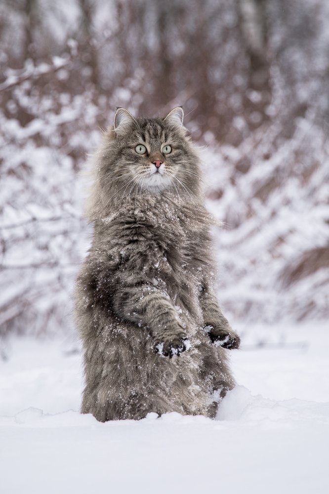 Фотография автора Aleksandr Kurnosov