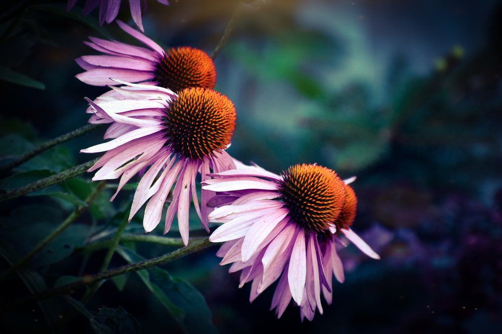 Photograph by Monika Biolik