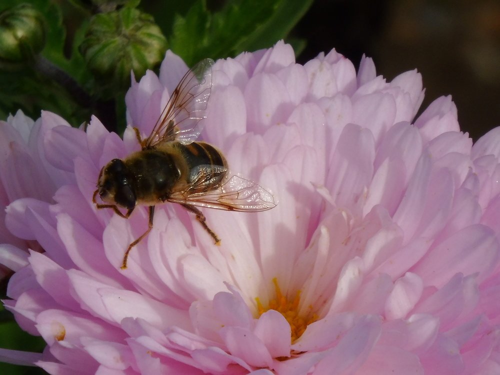 Photograph by Елена Коробкина