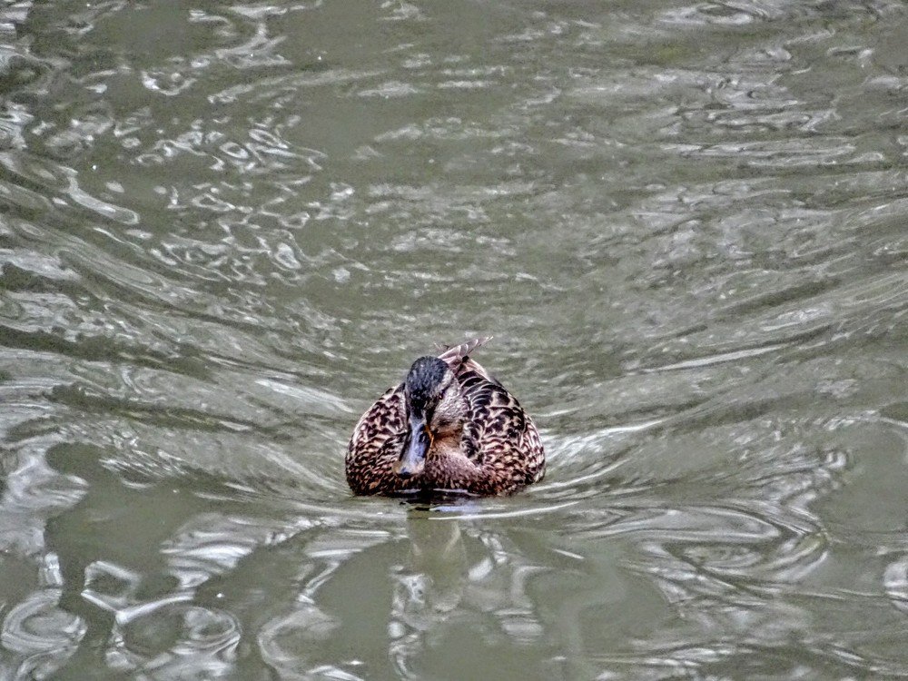 Photograph by Светлана Замятина