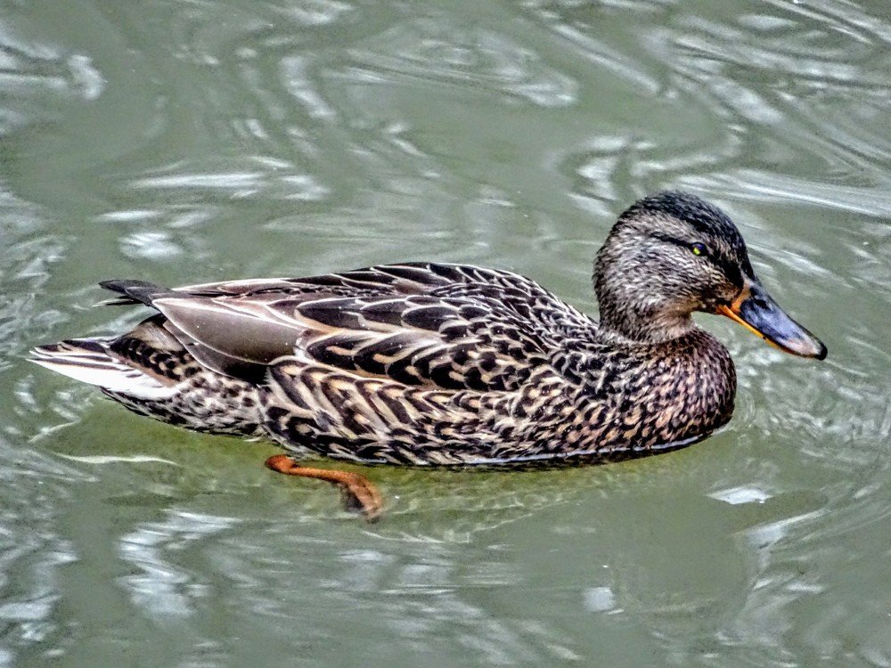 Photograph by Светлана Замятина