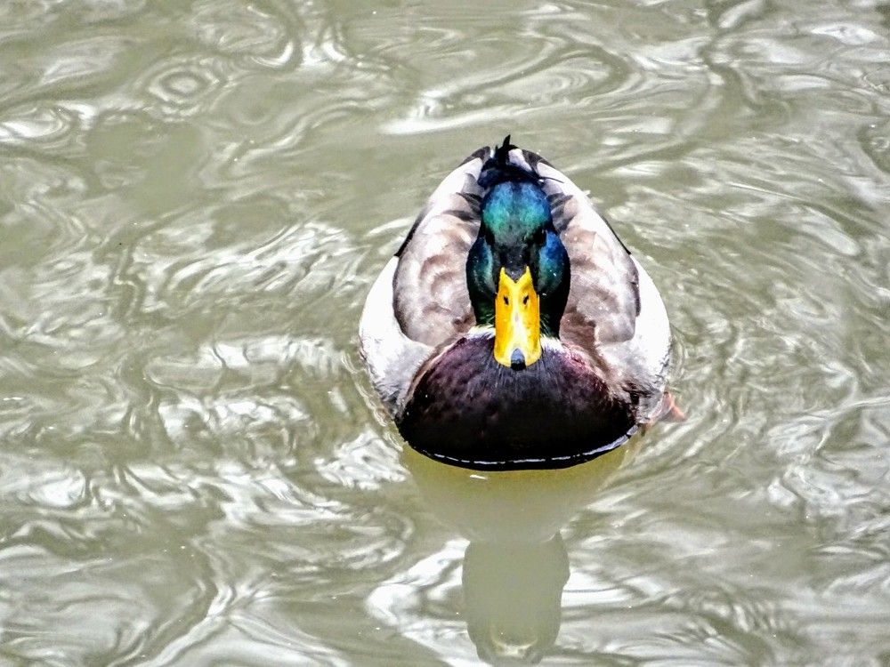 Утиные истории