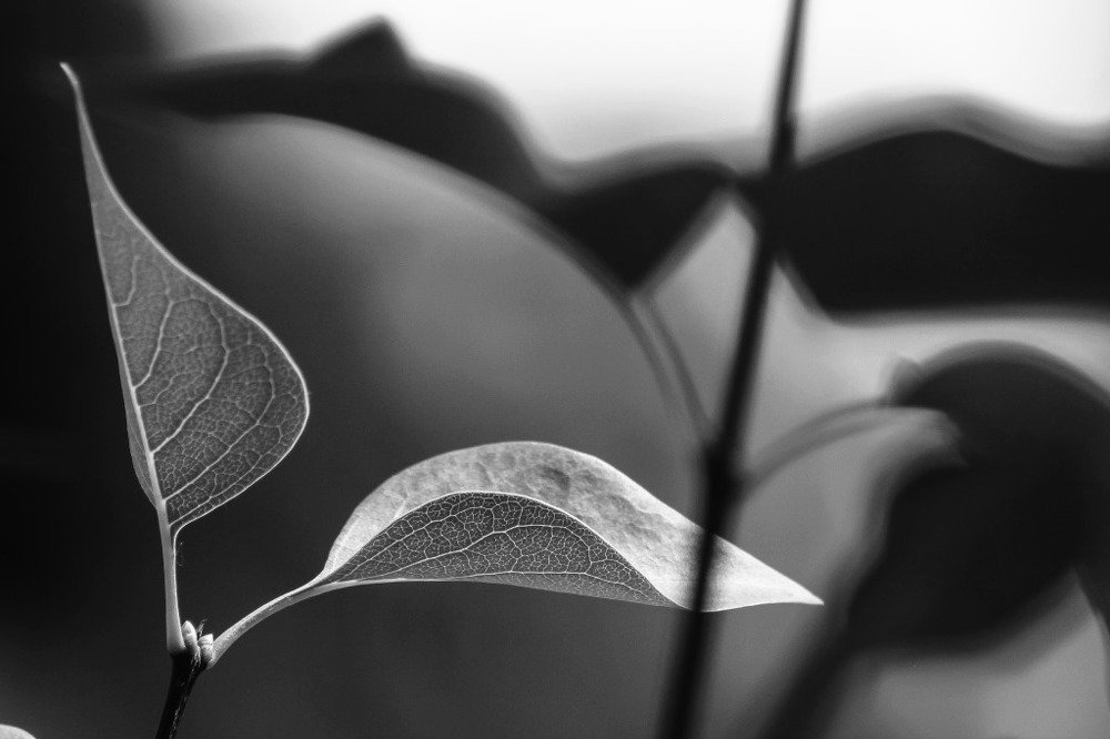 Photograph by Олег Мокренко