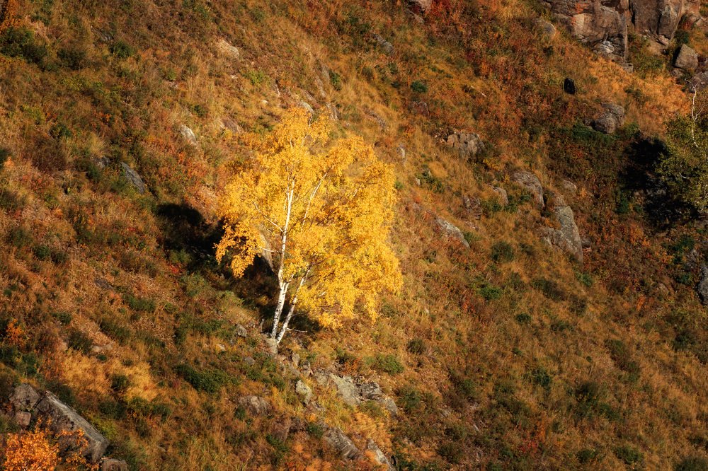 Золото Байкала