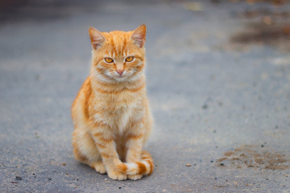 Photograph by Оксана Казакова