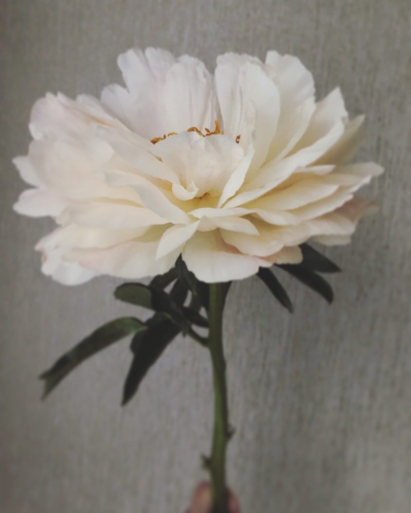 Photograph by Алена Жирова