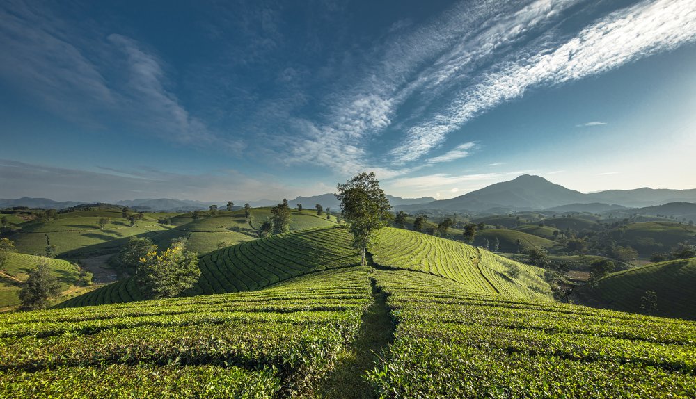 Photograph by Dương Nguyễn