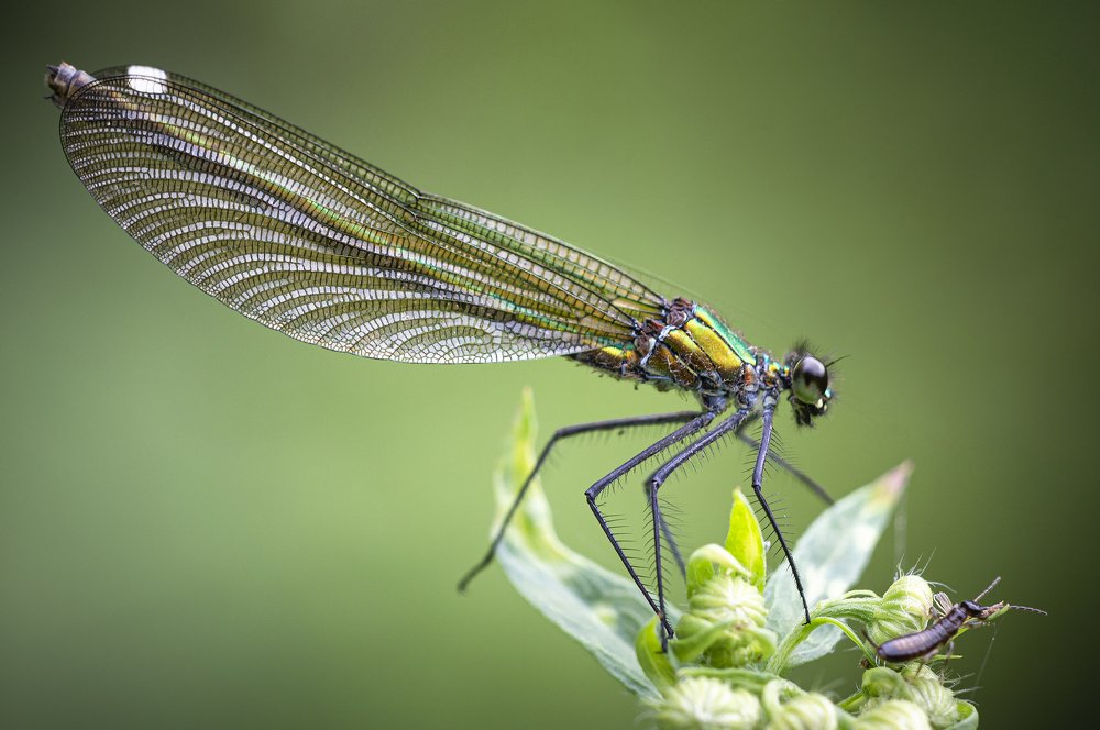 Photograph by Юрій Стороженко