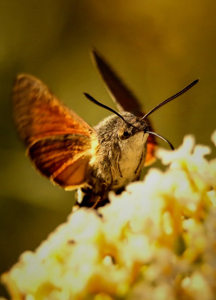 Macroglossum stellatarum