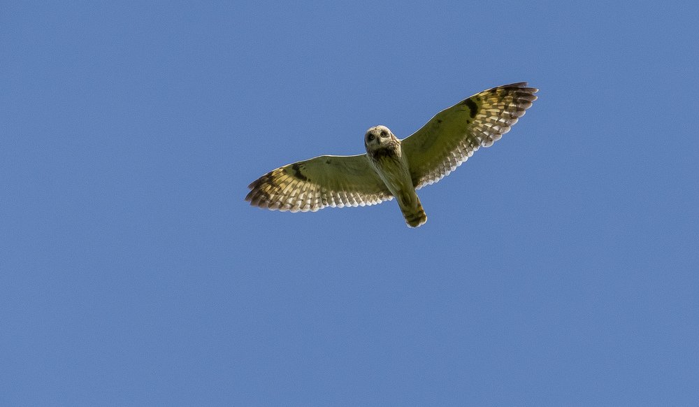 Королева неба