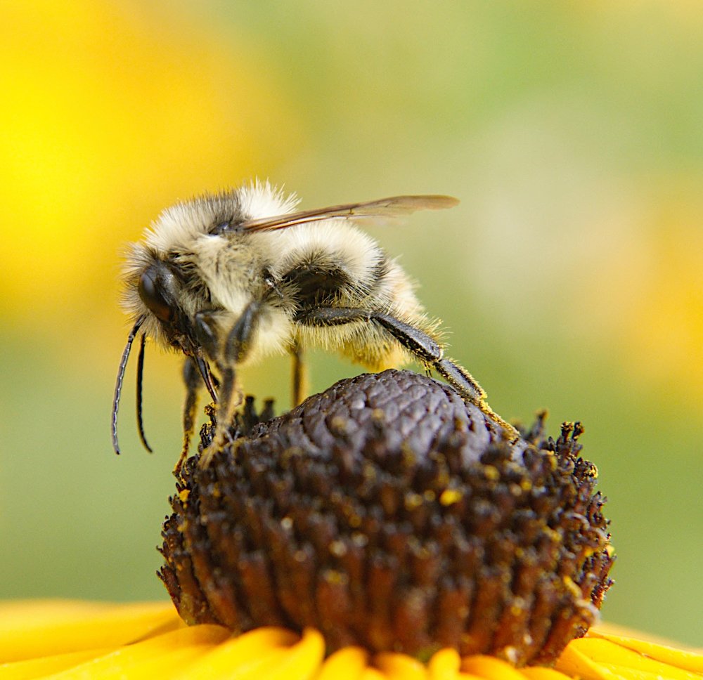 Young worker honeybee