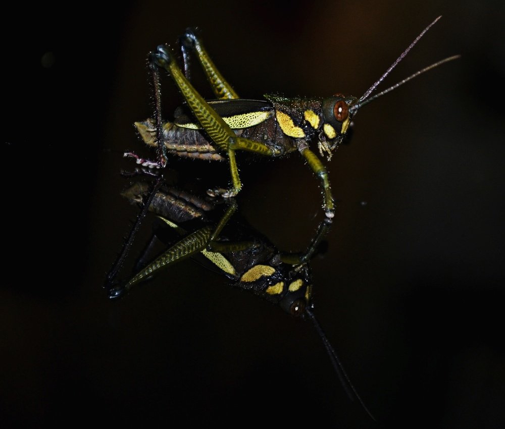 Фотография автора Yako Laverde