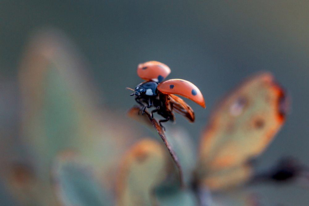 Photograph by Игорь Лавров