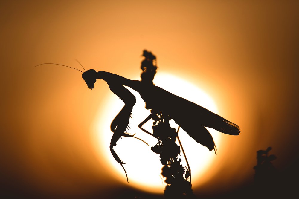 Photograph by Игорь Лавров