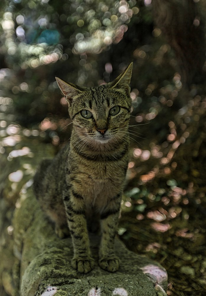 Фотография автора Роман