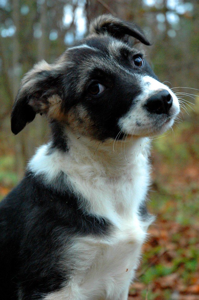 Милый щенок