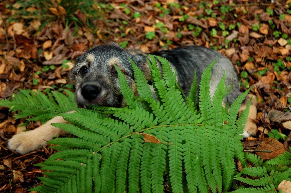 Одноглазка